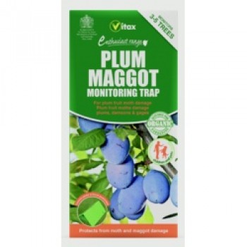 Plum Maggot Trap Plum Maggot Trap